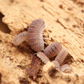 Ctenorillo Sp " Boqueron" - Puerto Rico Spiky Isopod